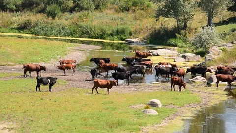 Brown, black and white cows on river Stock Footage