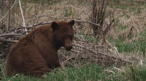 Brown black bear lies down in grass and eats Stock Footage 63063090