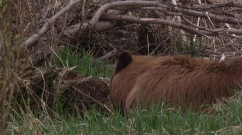 Brown black bear lying in grass and grazing in bushes Video stock 63062981