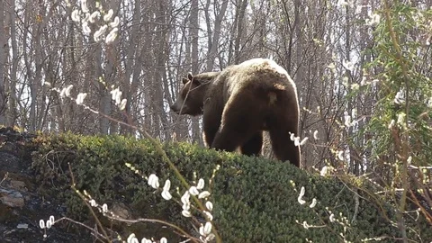 Brown Black Bear pooping then sniffing Video stock 79276947