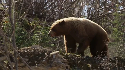 Brown Black Bear walking through bush Stock Footage 79275084