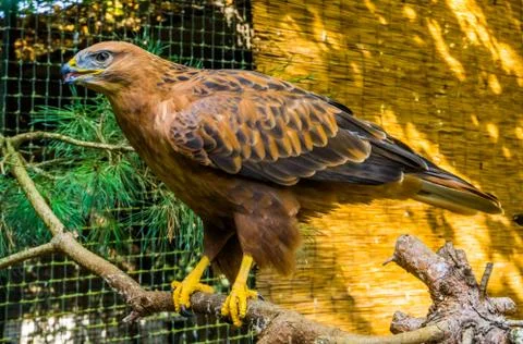 Brown with black eagle sitting on a tree branch in the aviary, big bird of pr Stock Photos