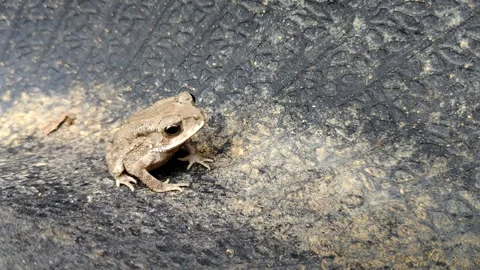 A brown black spined toad or Bufo melanostictus Schneider resting Stock Footage 304097072