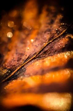 Brown blurry leaf closeup Stock Photos