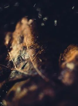 Brown blurry leaf closeup Stock Photos