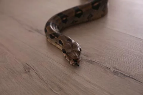 Brown boa constrictor crawling on floor in room Foto stock