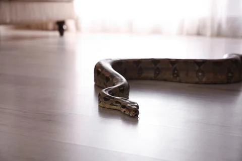 Brown boa constrictor crawling on floor in room 스톡 사진
