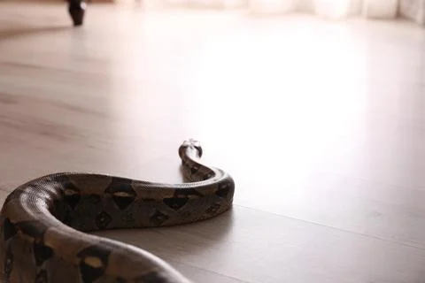 Brown boa constrictor crawling on floor in room 스톡 사진