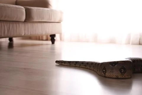 Brown boa constrictor crawling on floor in room 스톡 사진