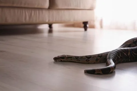 Brown boa constrictor crawling on floor in room 스톡 사진