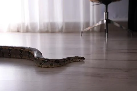 Brown boa constrictor crawling on floor in room 스톡 사진