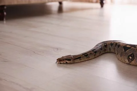 Brown boa constrictor crawling on floor in room Foto stock