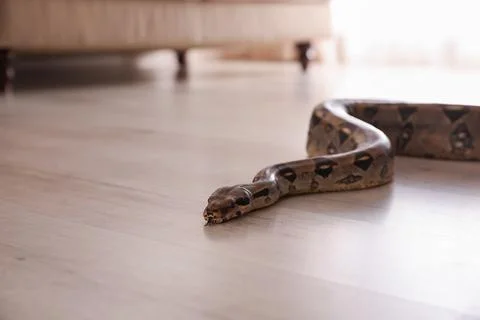 Brown boa constrictor crawling on floor in room 스톡 사진