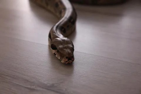 Brown boa constrictor crawling on floor in room 스톡 사진