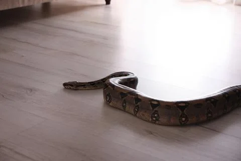 Brown boa constrictor crawling on floor in room 스톡 사진