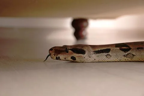 Brown boa constrictor crawling under sofa in room Foto stock