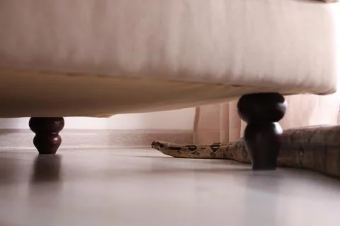 Brown boa constrictor crawling under sofa in room Foto stock