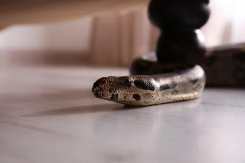 Brown boa constrictor crawling under sofa in room Foto stock