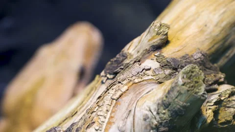 The brown boa constrictor snake on the back of the branch Stock Footage 141099658