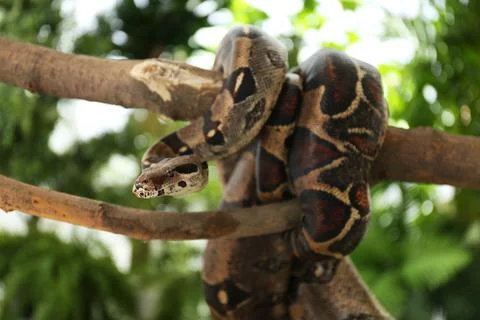 Brown boa constrictor on tree branch outdoors Foto stock