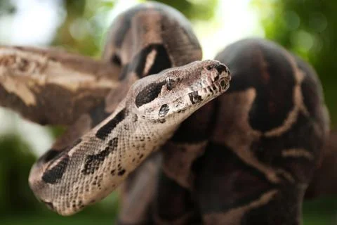 Brown boa constrictor on tree branch outdoors Stock Photos