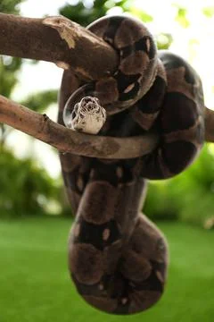Brown boa constrictor on tree branch outdoors Stock Photos