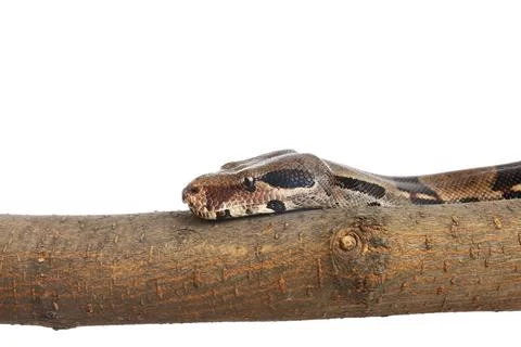 Brown boa constrictor on tree branch against white background Foto stock