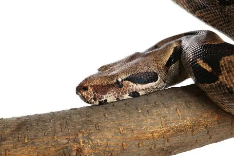 Brown boa constrictor on tree branch against white background 스톡 사진