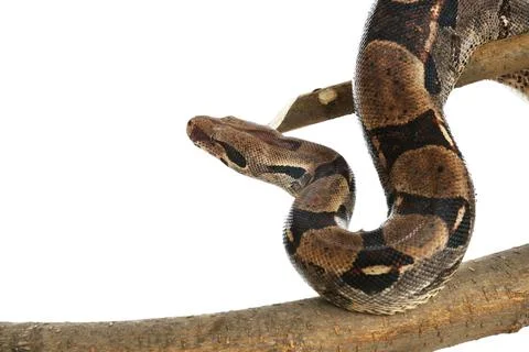 Brown boa constrictor on tree branch against white background Foto stock