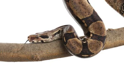 Brown boa constrictor on tree branch against white background Foto stock