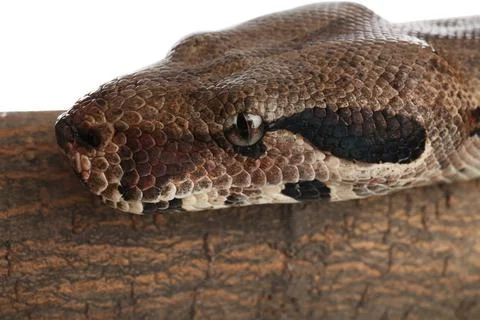 Brown boa constrictor on tree branch, closeup Foto stock
