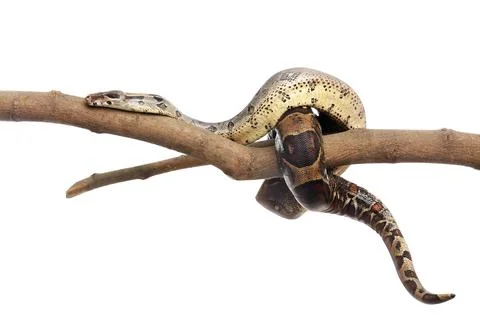 Brown boa constrictor on tree branch against white background Stock Photos