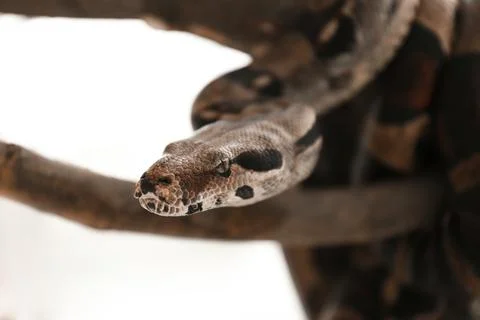 Brown boa constrictor on tree branch outdoors, closeup Stock Photos