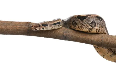 Brown boa constrictor on tree branch against white background Foto stock