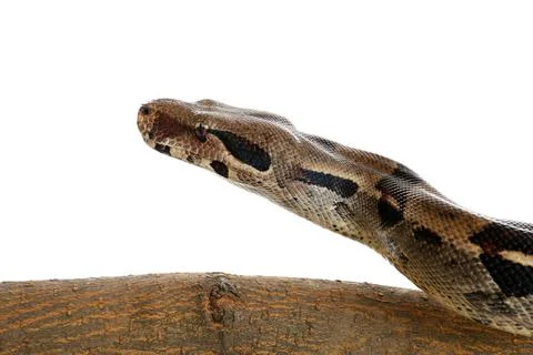 Brown boa constrictor on tree branch against white background Stock Photos