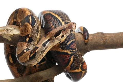 Brown boa constrictor on tree branch against white background, closeup Stock Photos