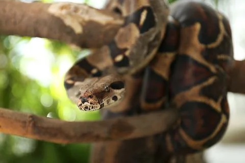 Brown boa constrictor on tree branch outdoors Stock Photos