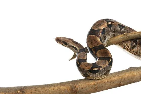 Brown boa constrictor on tree branch against white background Foto stock