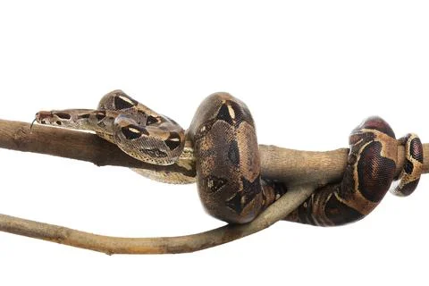 Brown boa constrictor on tree branch against white background Stock Photos