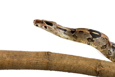Brown boa constrictor on tree branch against white background Stock Photos