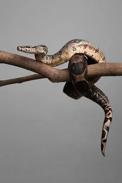 Brown boa constrictor on tree branch against grey background Stock Photos
