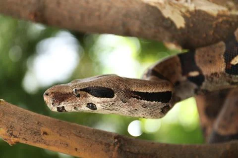 Brown boa constrictor on tree branch outdoors Foto stock