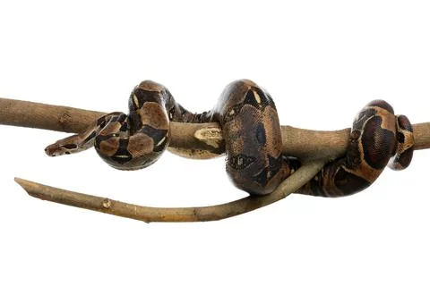 Brown boa constrictor on tree branch against white background Foto stock