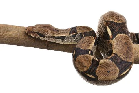 Brown boa constrictor on tree branch against white background Stock Photos
