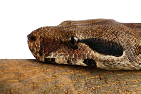 Brown boa constrictor on tree branch against white background, closeup Stock Photos