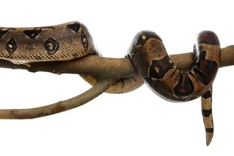 Brown boa constrictor on tree branch against white background Foto stock