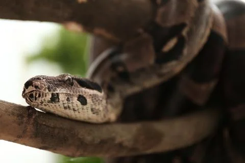 Brown boa constrictor on tree branch outdoors, closeup Stock Photos