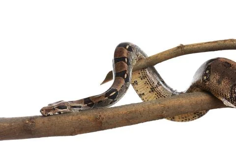 Brown boa constrictor on tree branch against white background Stock Photos