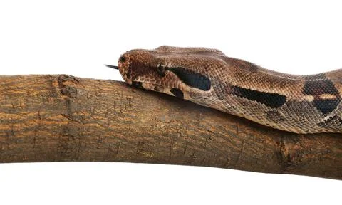 Brown boa constrictor on tree branch against white background Photos