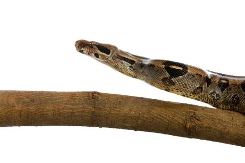 Brown boa constrictor on tree branch against white background Foto stock